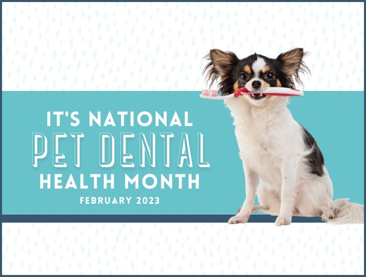 National Pet Dental Health Month 2023 Bay View Veterinary Clinic