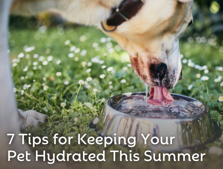 7 Tips for Keeping Your Pet Hydrated This Summer